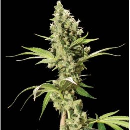 Sour Diesel Feminizada de The Bulldog Seeds