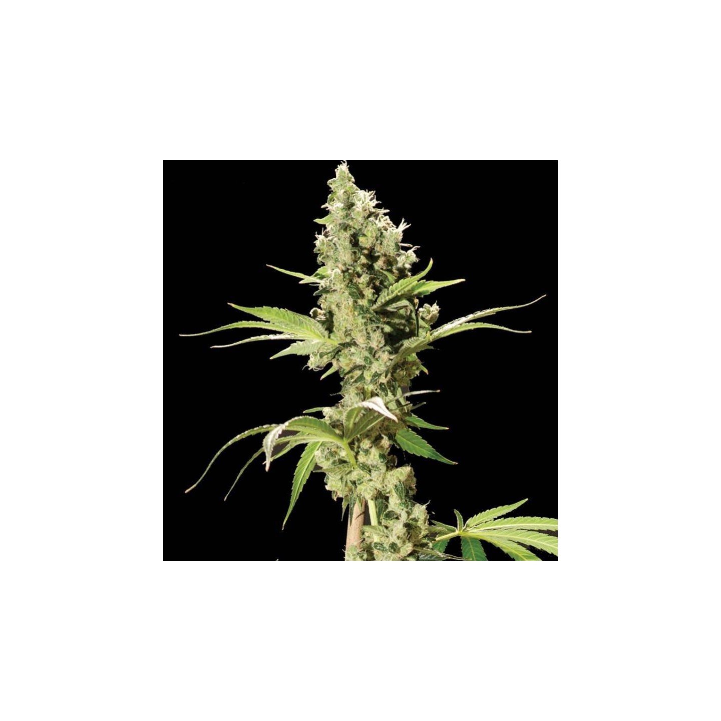Sour Diesel Feminizada de The Bulldog Seeds