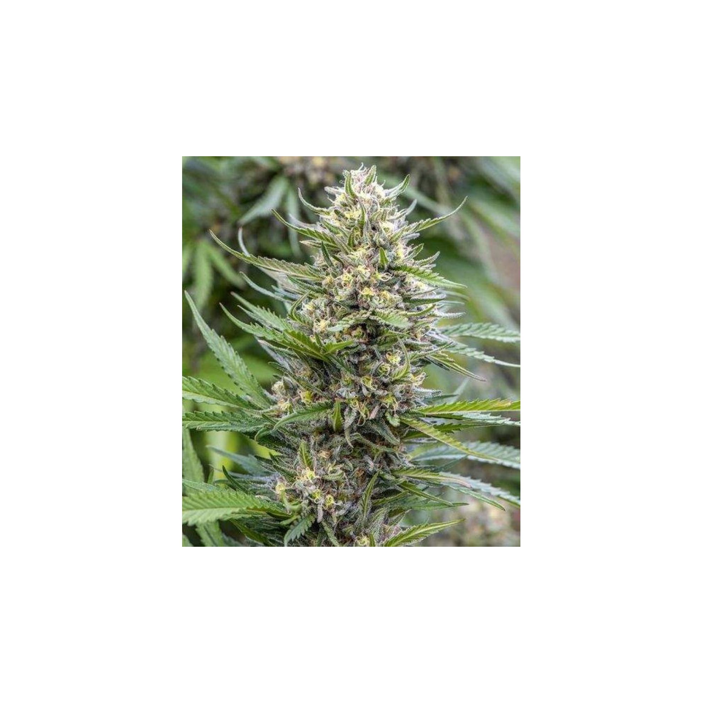 Strawberry Ice Feminizada de The Bulldog Seeds