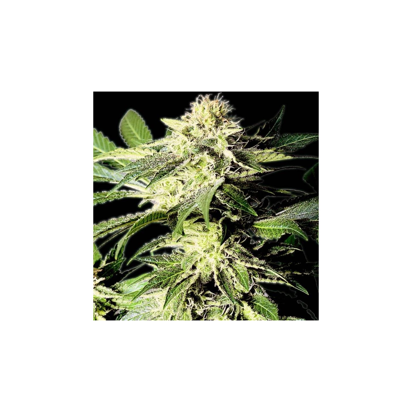 The Bulldog Skunk Regular de The Bulldog Seeds