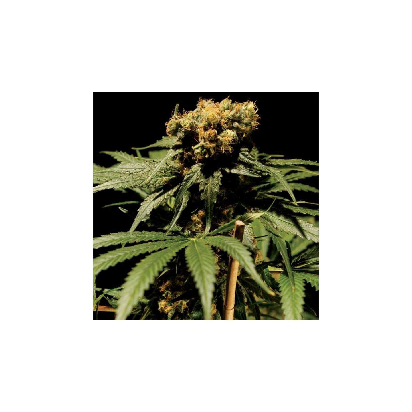 The Chronic Feminizada de The Bulldog Seeds