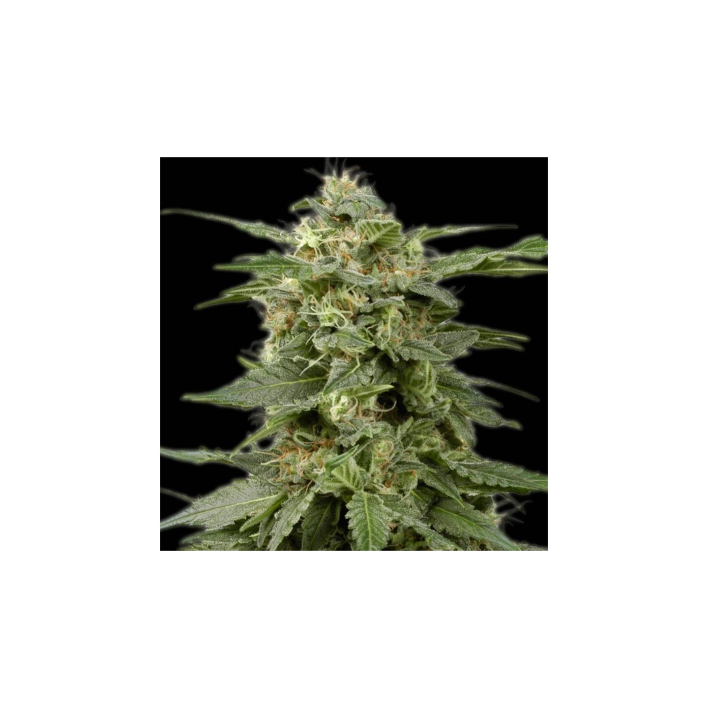 White Widow Feminizada de The Bulldog Seeds