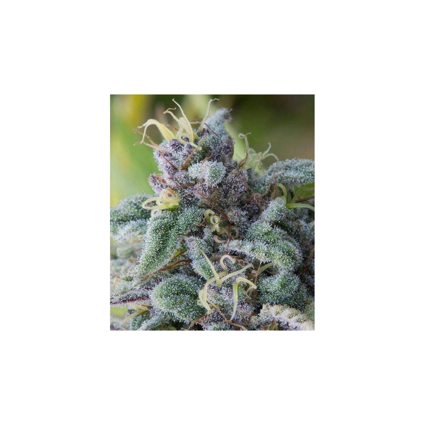 Mataro Blue Feminizada de The Bulldog Seeds