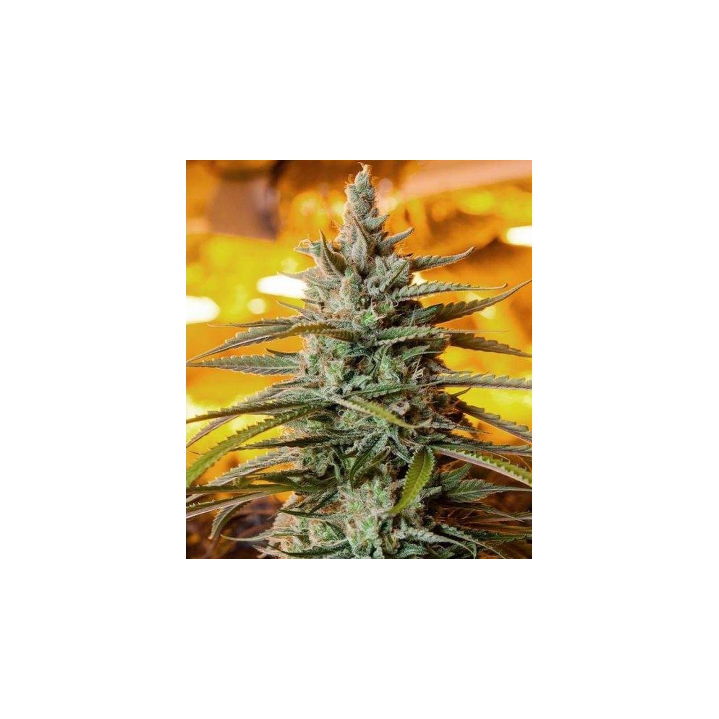 Northern Light Autofloreciente Feminizada de The Bulldog Seeds