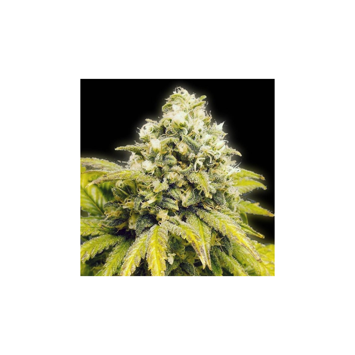 Original Afghan Regular de The Bulldog Seeds