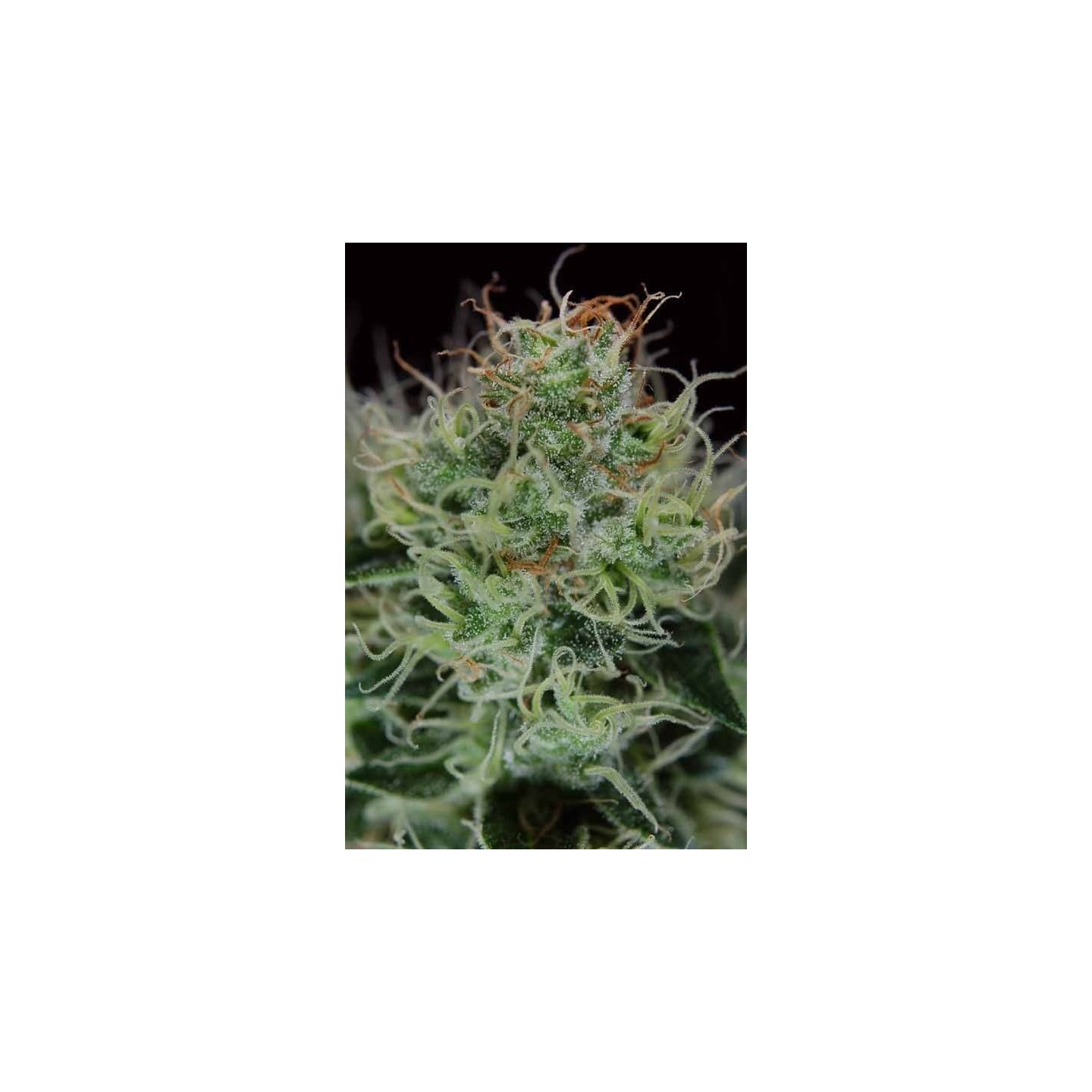 Agent OrangeTga-subcool Regular de Tga-Subcool