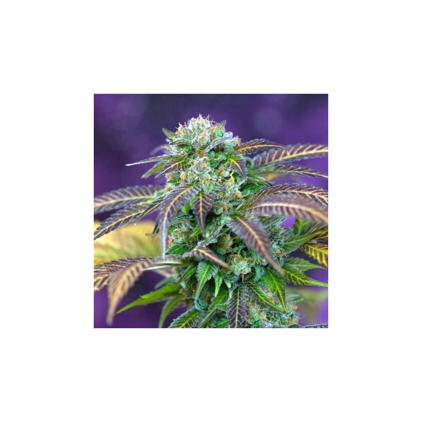 Alchemy Regular de Tga-Subcool