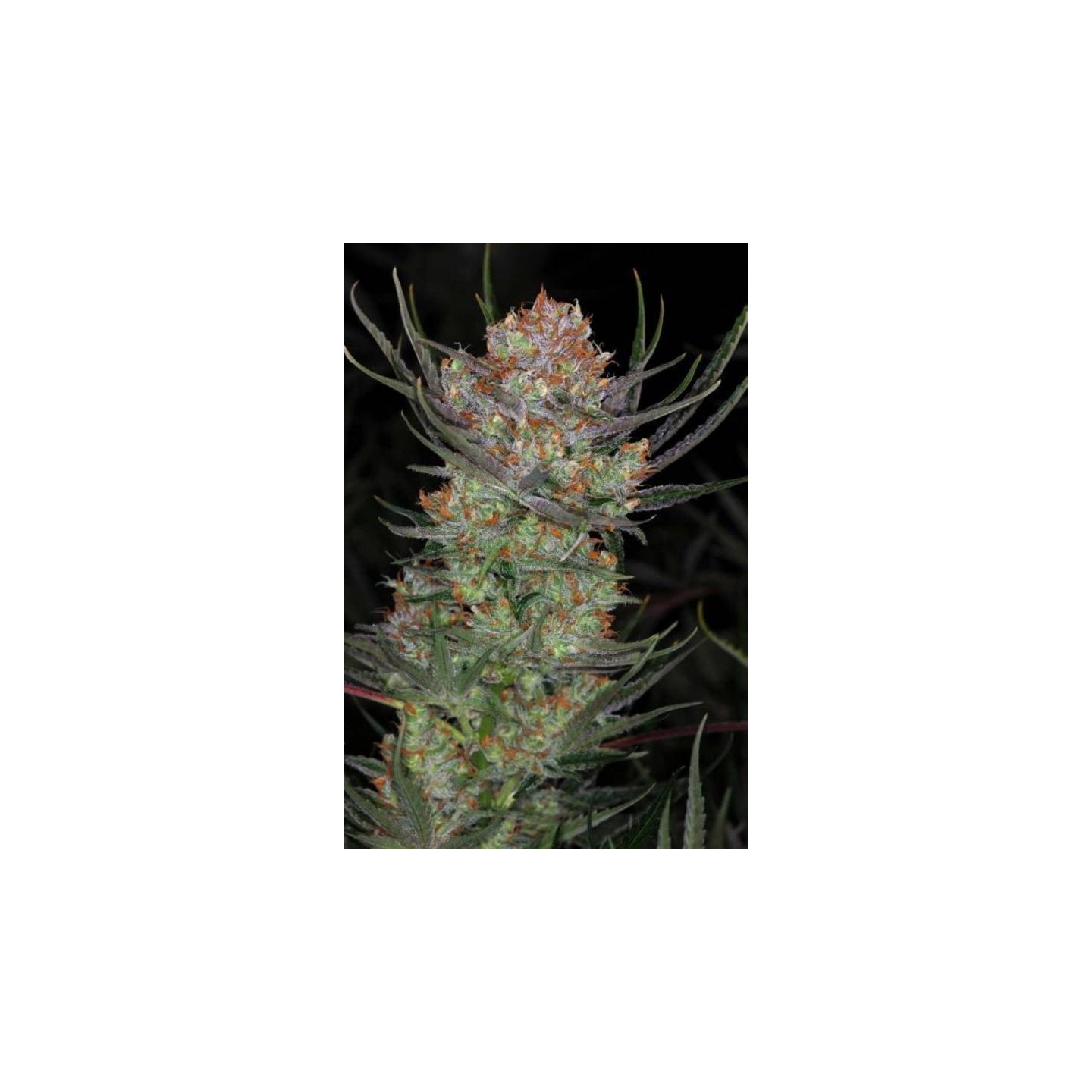 Brian Berry Cough Regular de Tga-Subcool