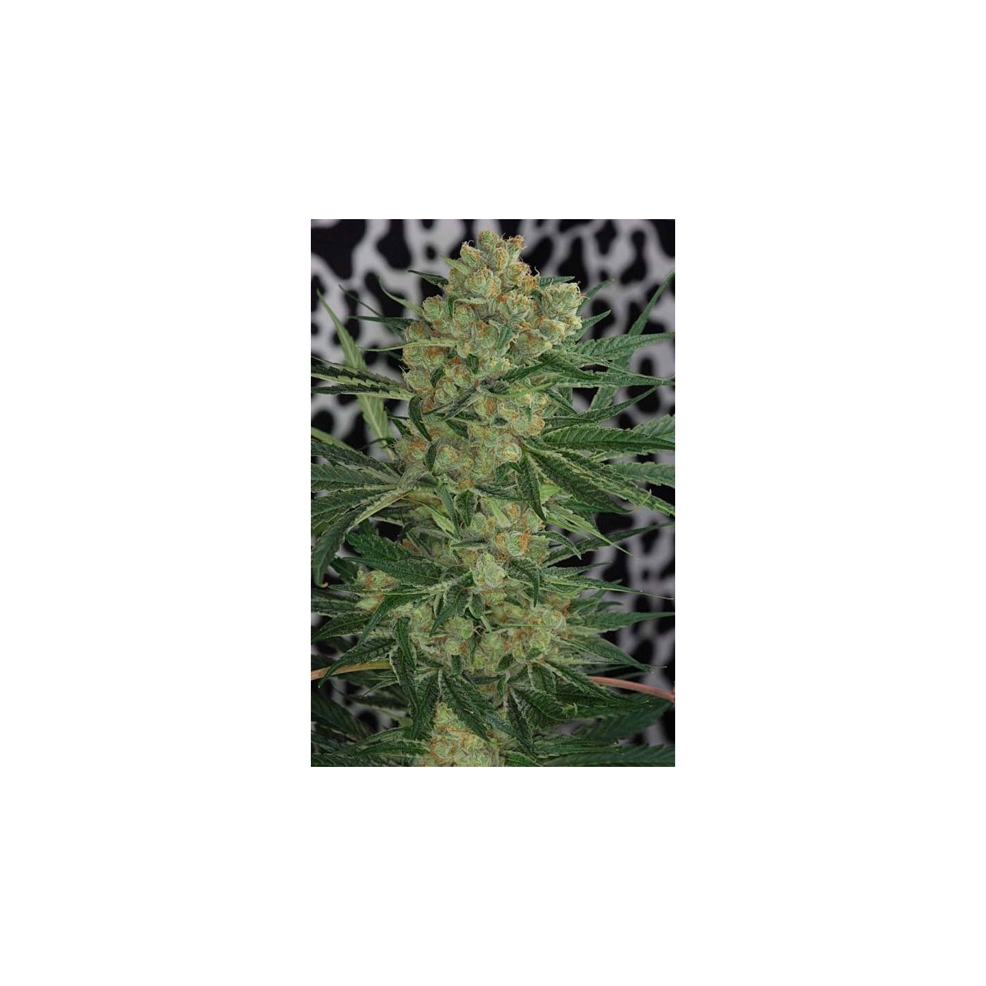Cheese Quake Regular de Tga-Subcool