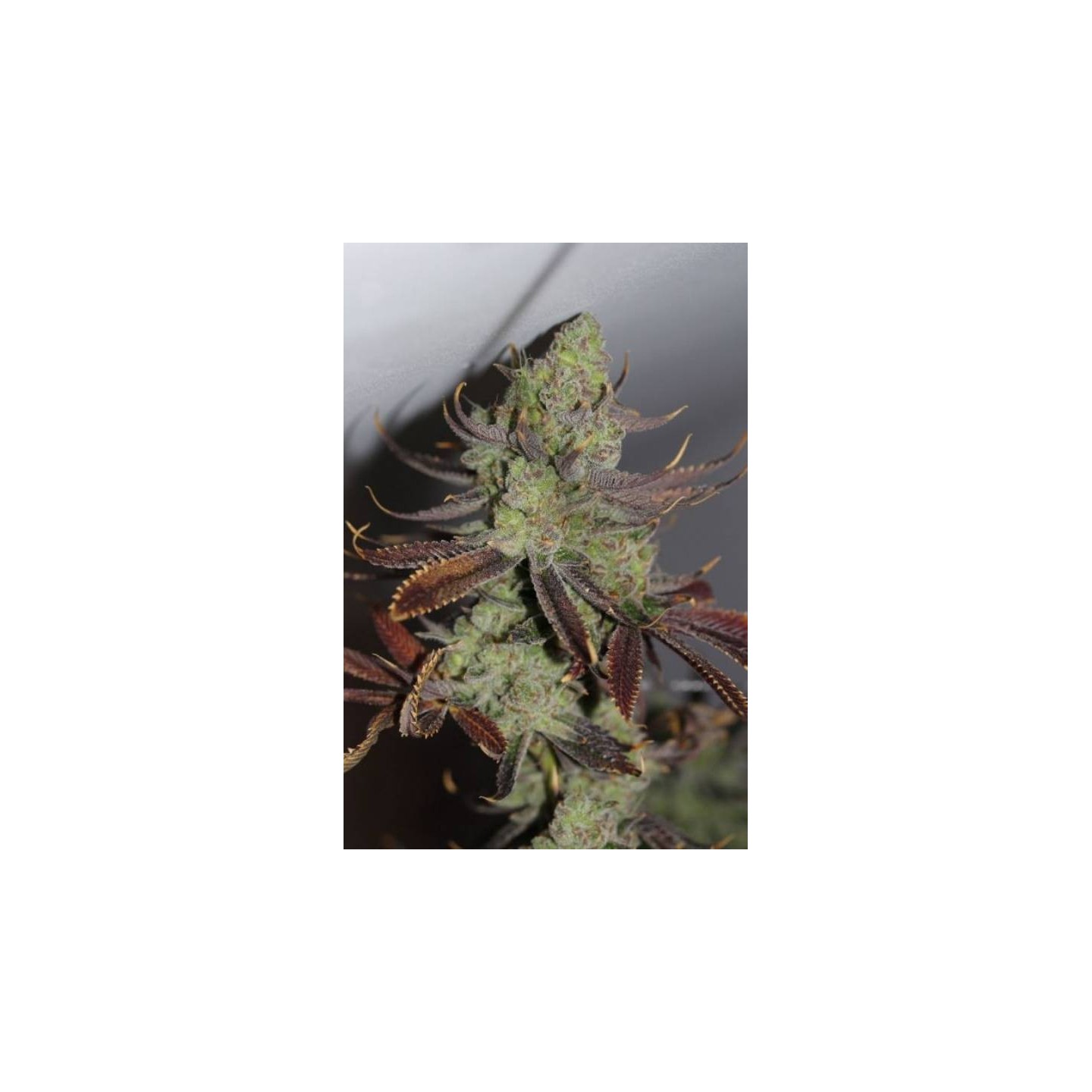 Conspiracy Kush Regular de Tga-Subcool