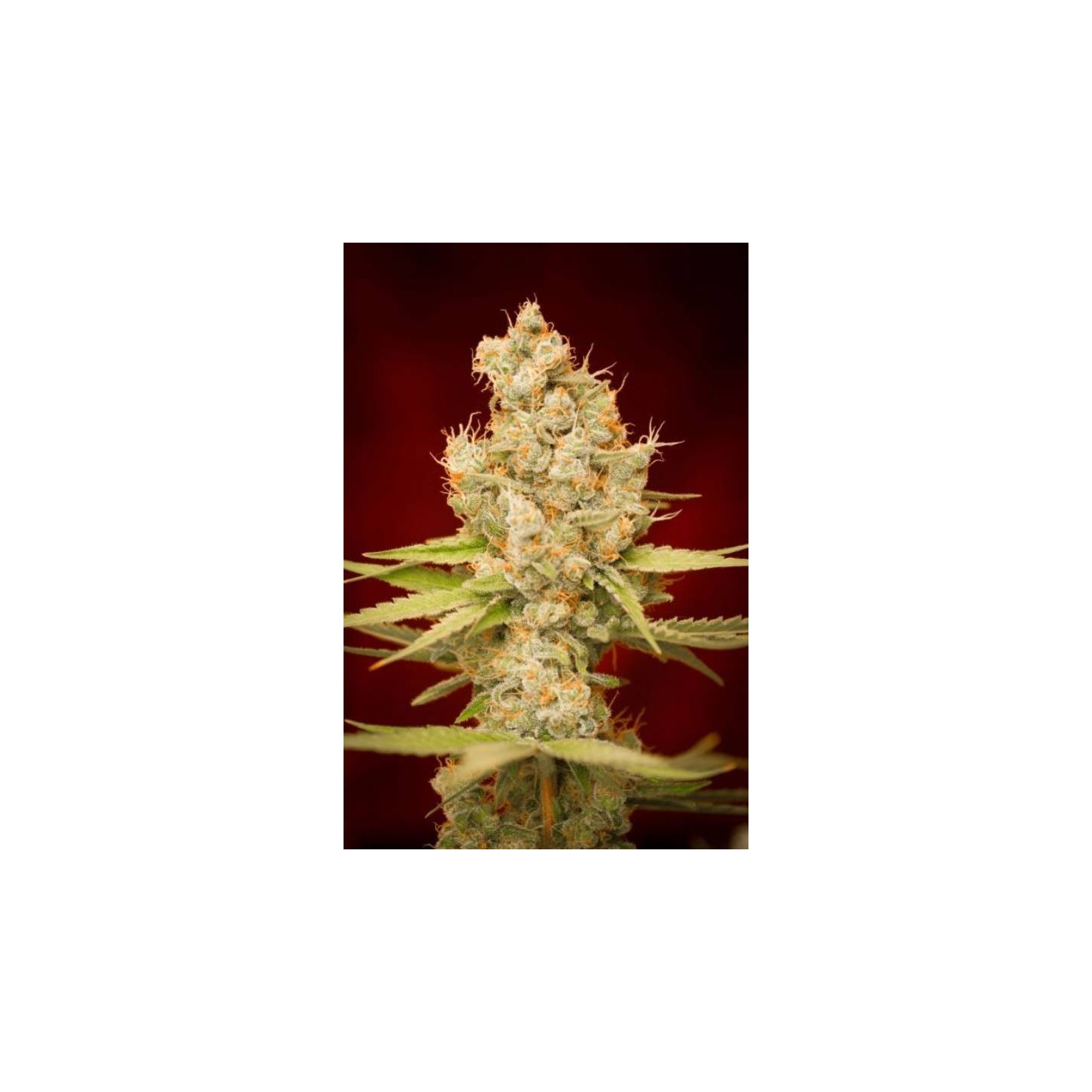 Cuvee Regular de Tga-Subcool