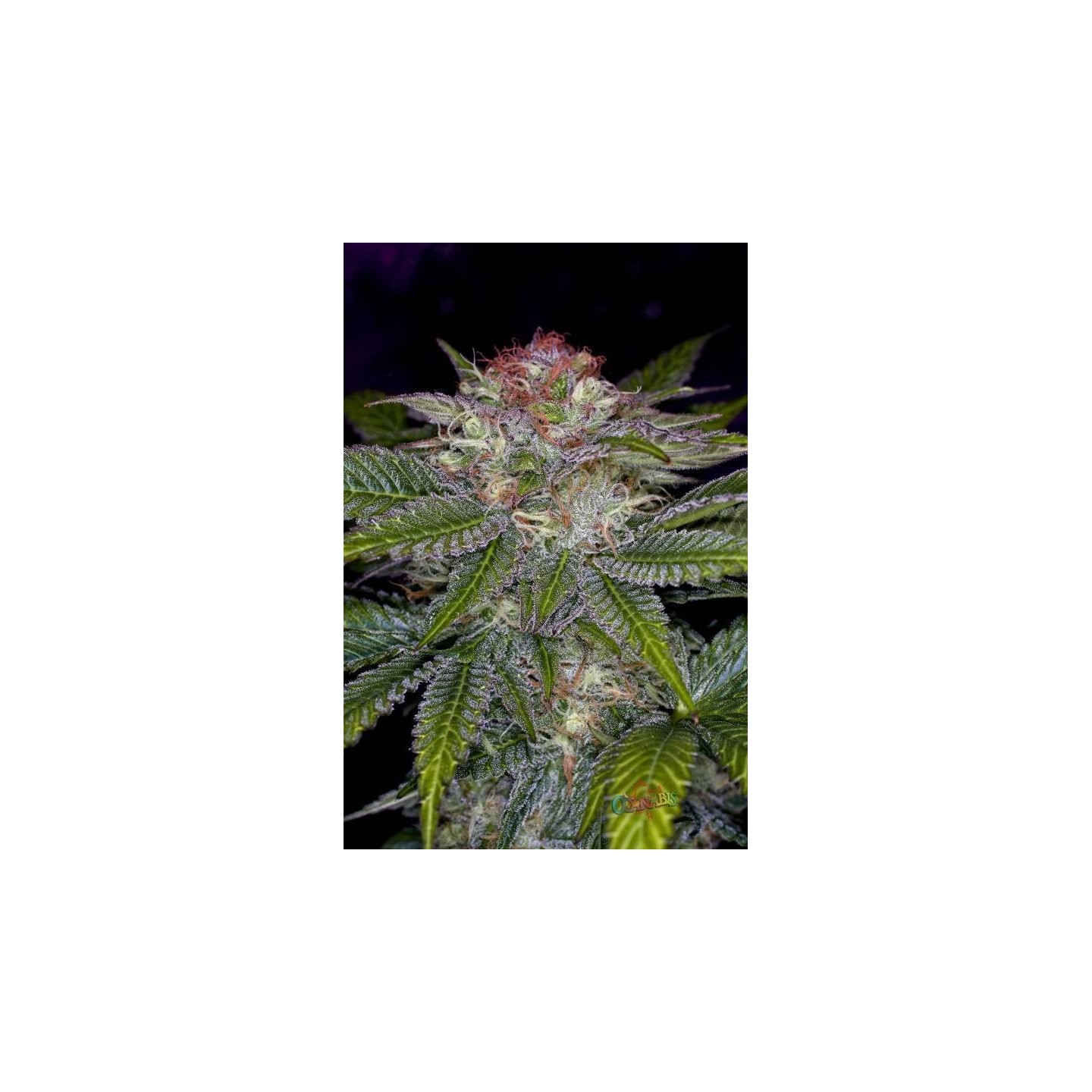 Deep Purple Regular de Tga-Subcool