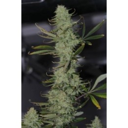 Galactic Jack Regular de Tga-Subcool