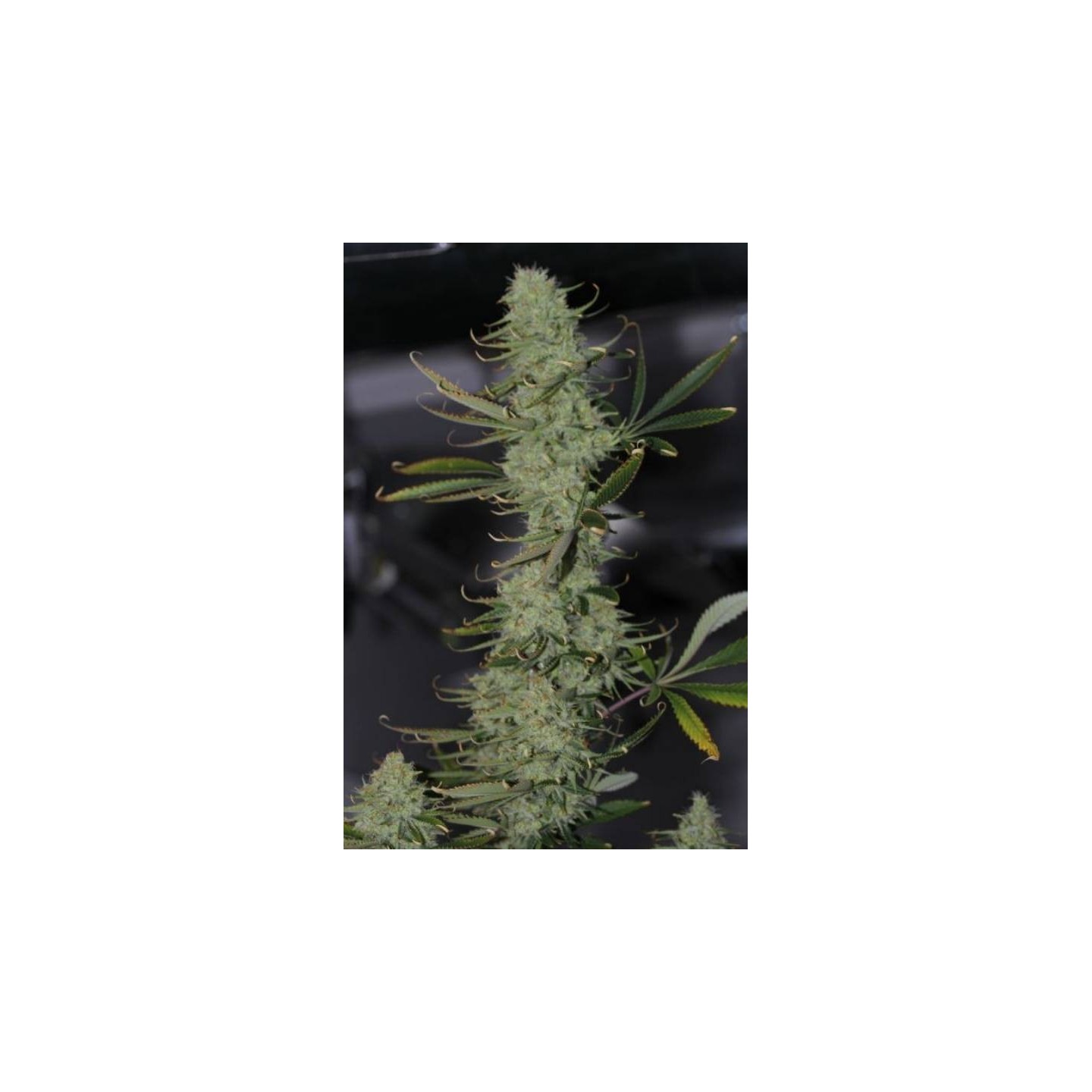 Galactic Jack Regular de Tga-Subcool