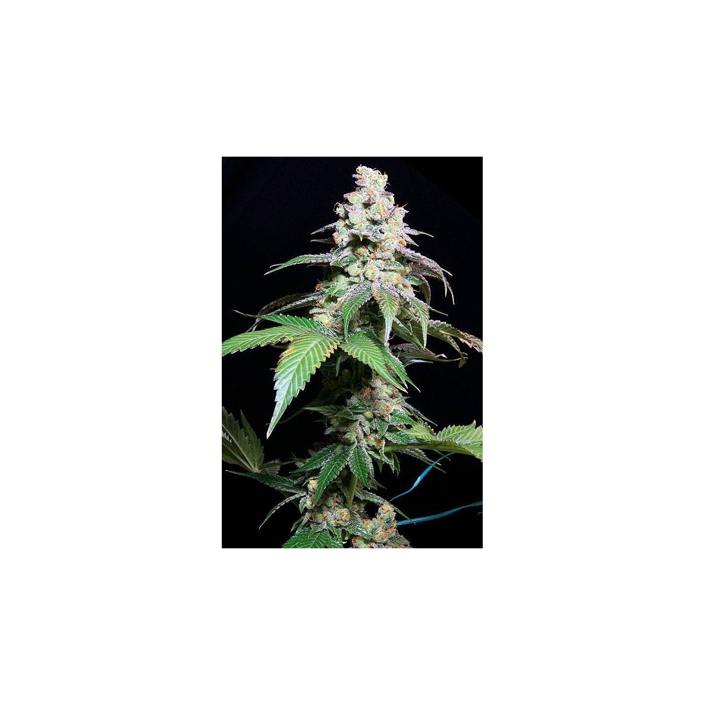 Grape Inferno Regular de Tga-Subcool