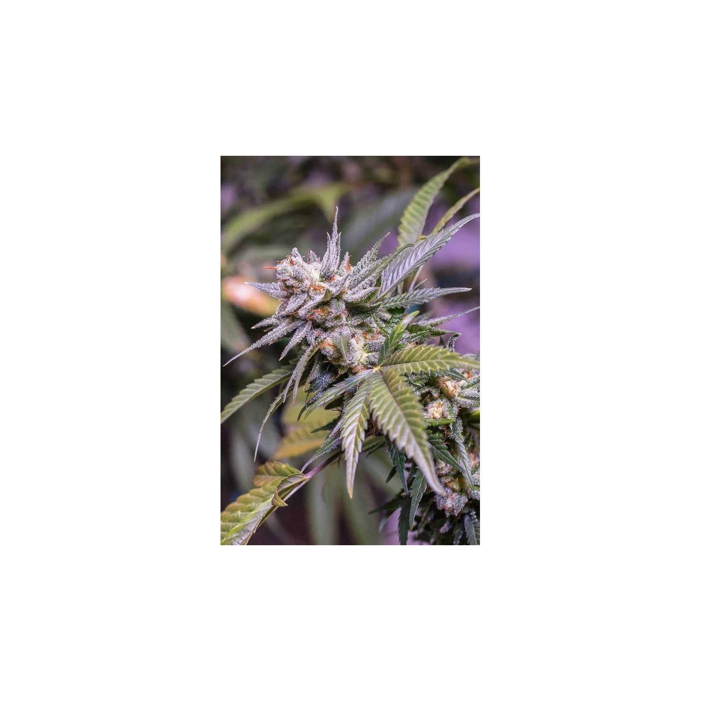 Hurkle Regular de Tga-Subcool