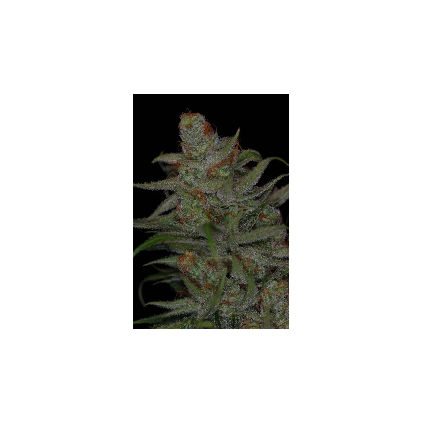 Jack Skellington Regular de Tga-Subcool