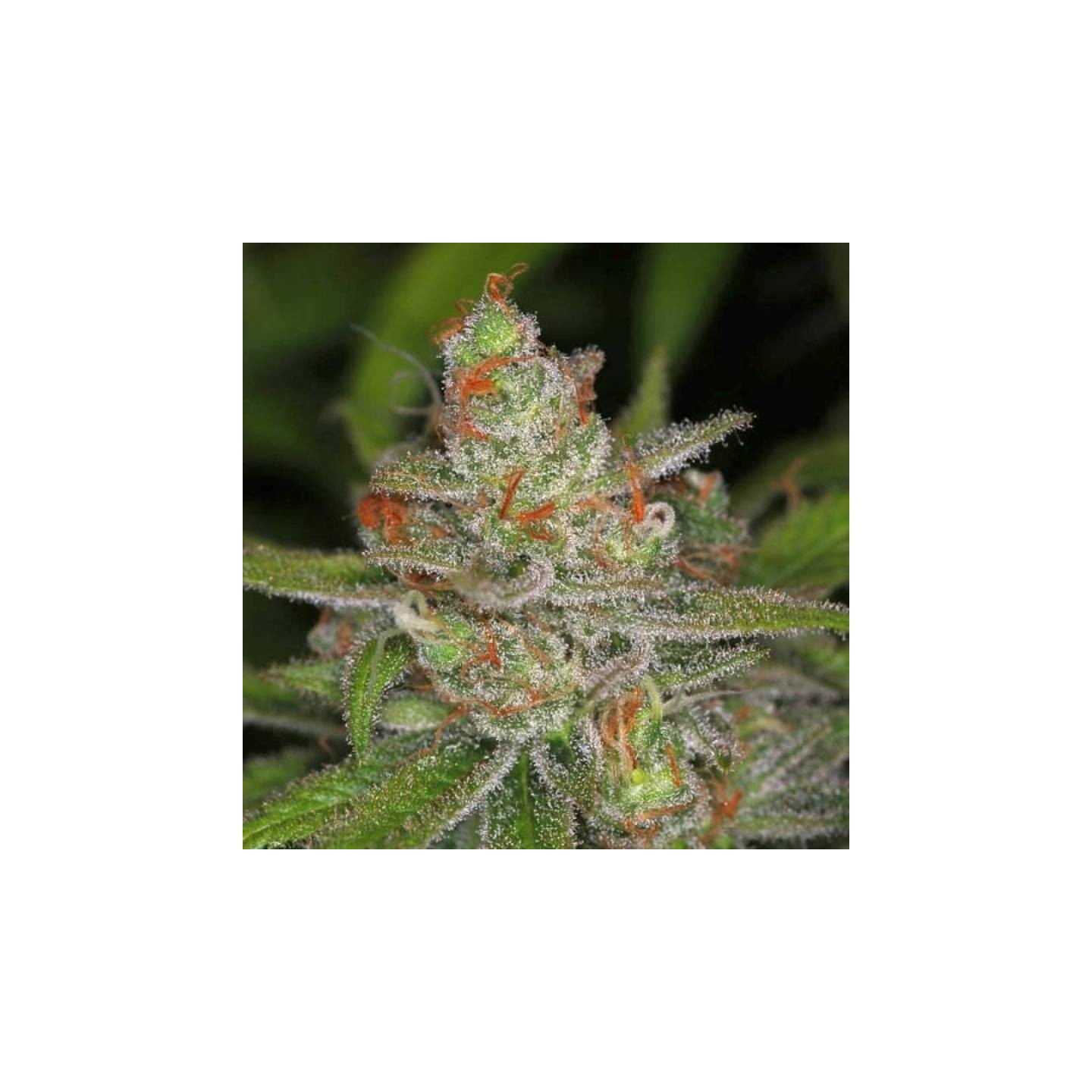 Jack Straw Regular de Tga-Subcool
