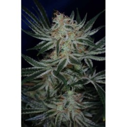 Jack The Ripper Regular de Tga-Subcool