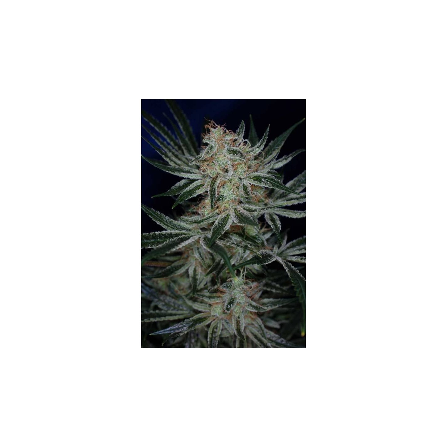 Jack The Ripper Regular de Tga-Subcool