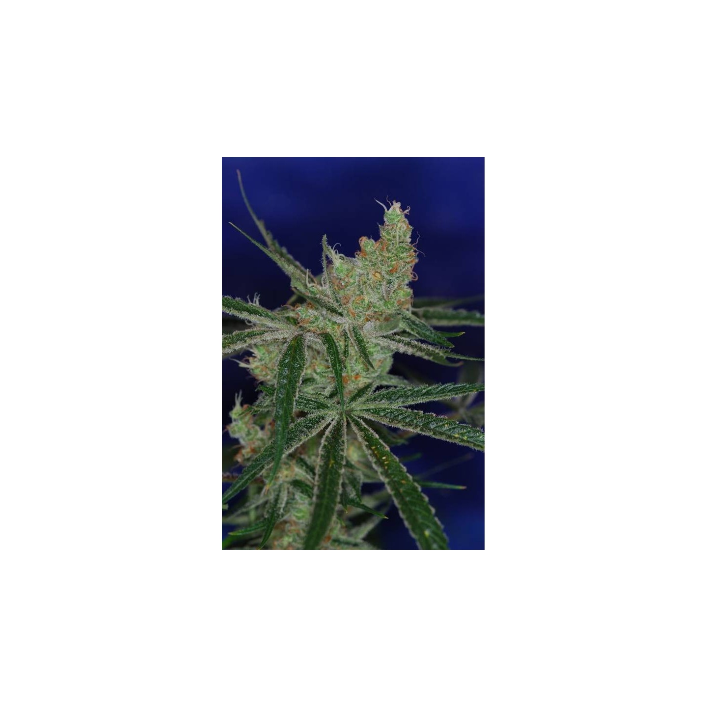 Jacks Cleaner Regular de Tga-Subcool