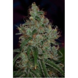 Kaboom Regular de Tga-Subcool