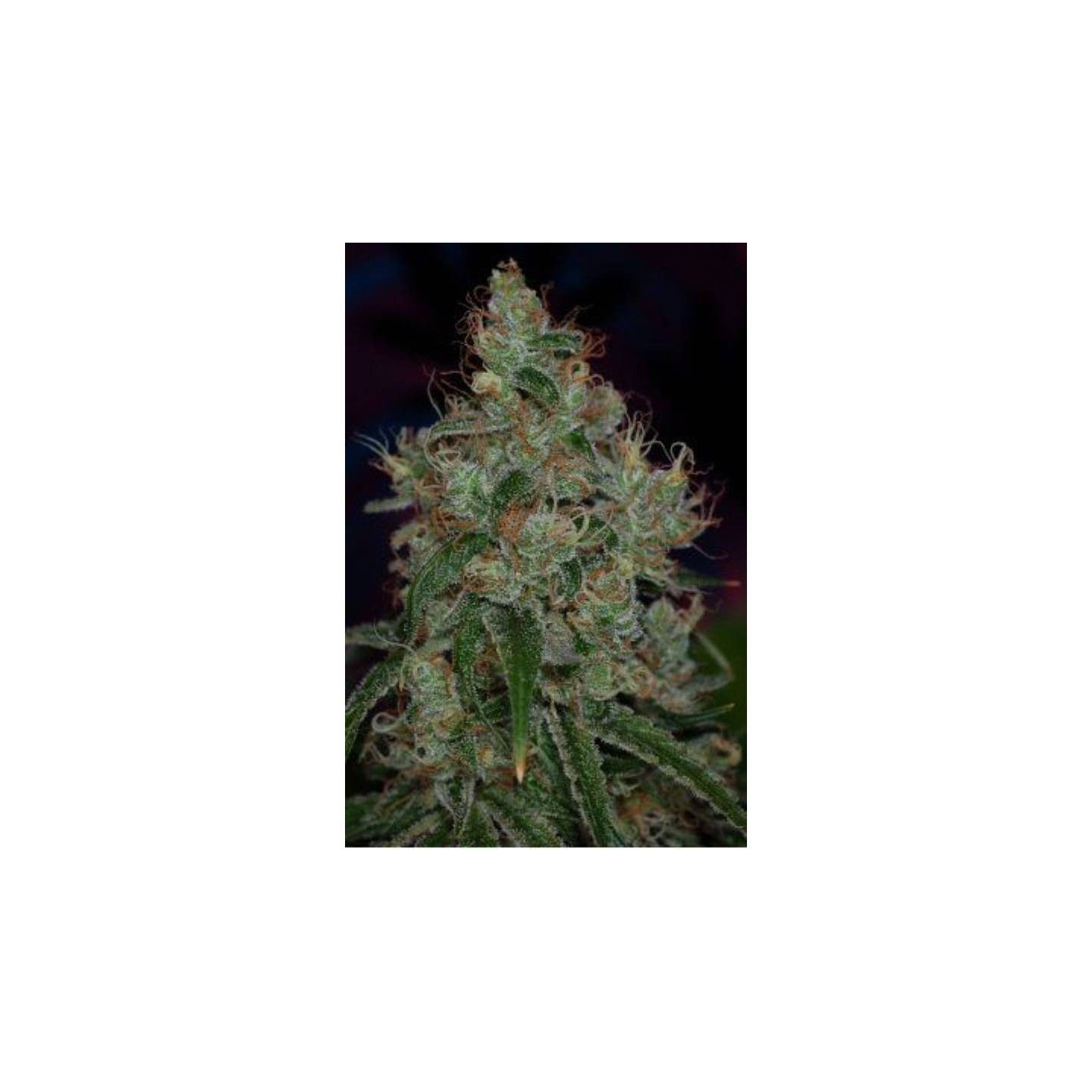 Kaboom Regular de Tga-Subcool