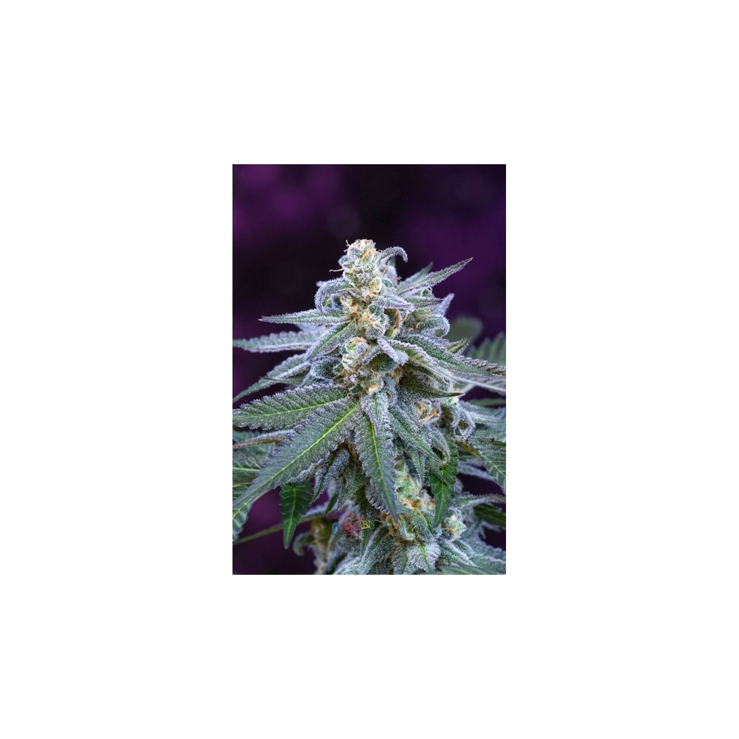 Killer Grape Regular de Tga-Subcool