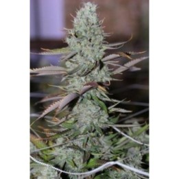 Marion Berry Regular de Tga-Subcool