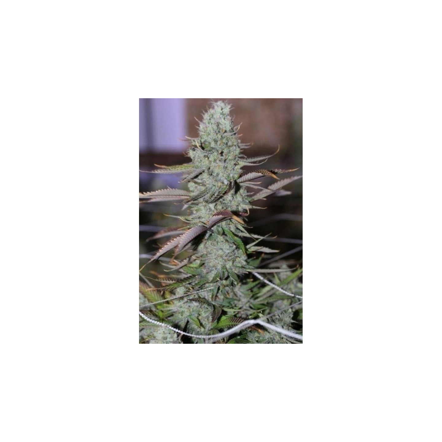 Marion Berry Regular de Tga-Subcool