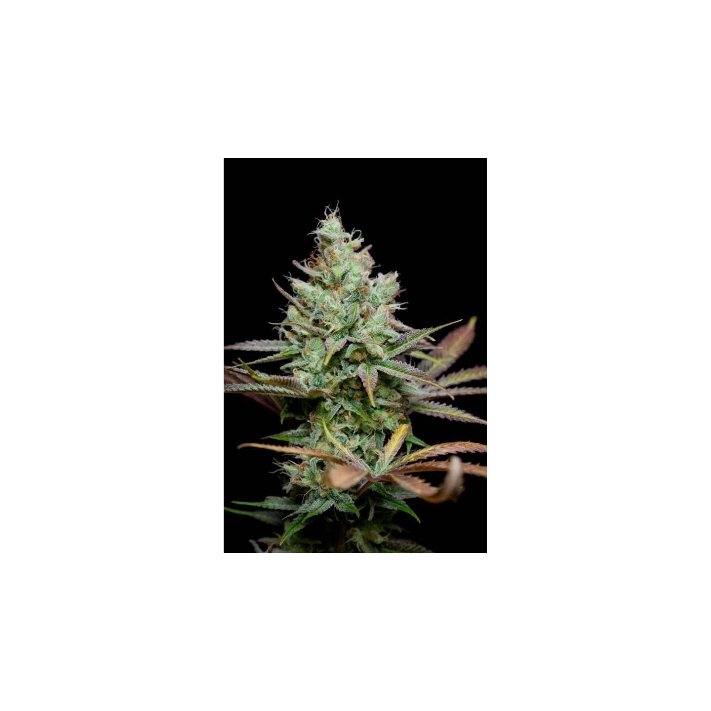 Penny Wise Regular de Tga-Subcool