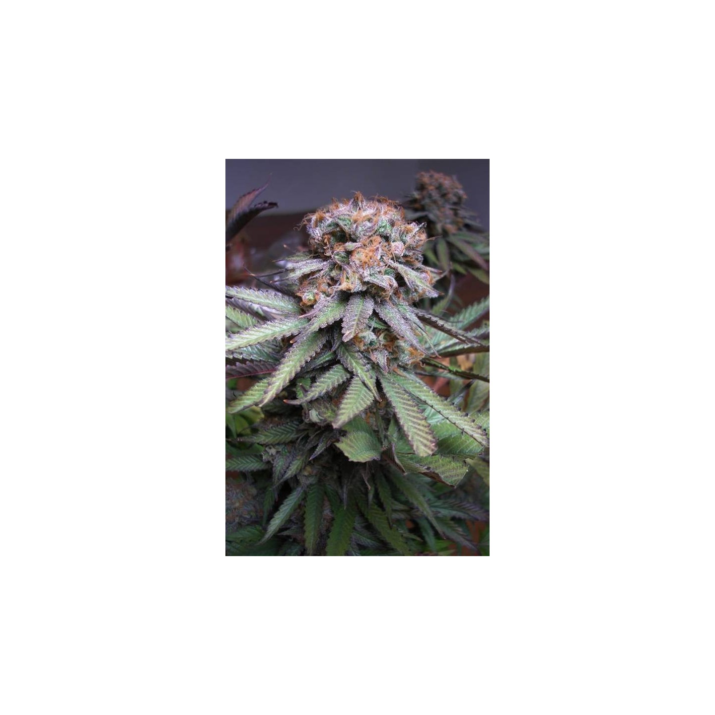 Querkle Regular de Tga-Subcool