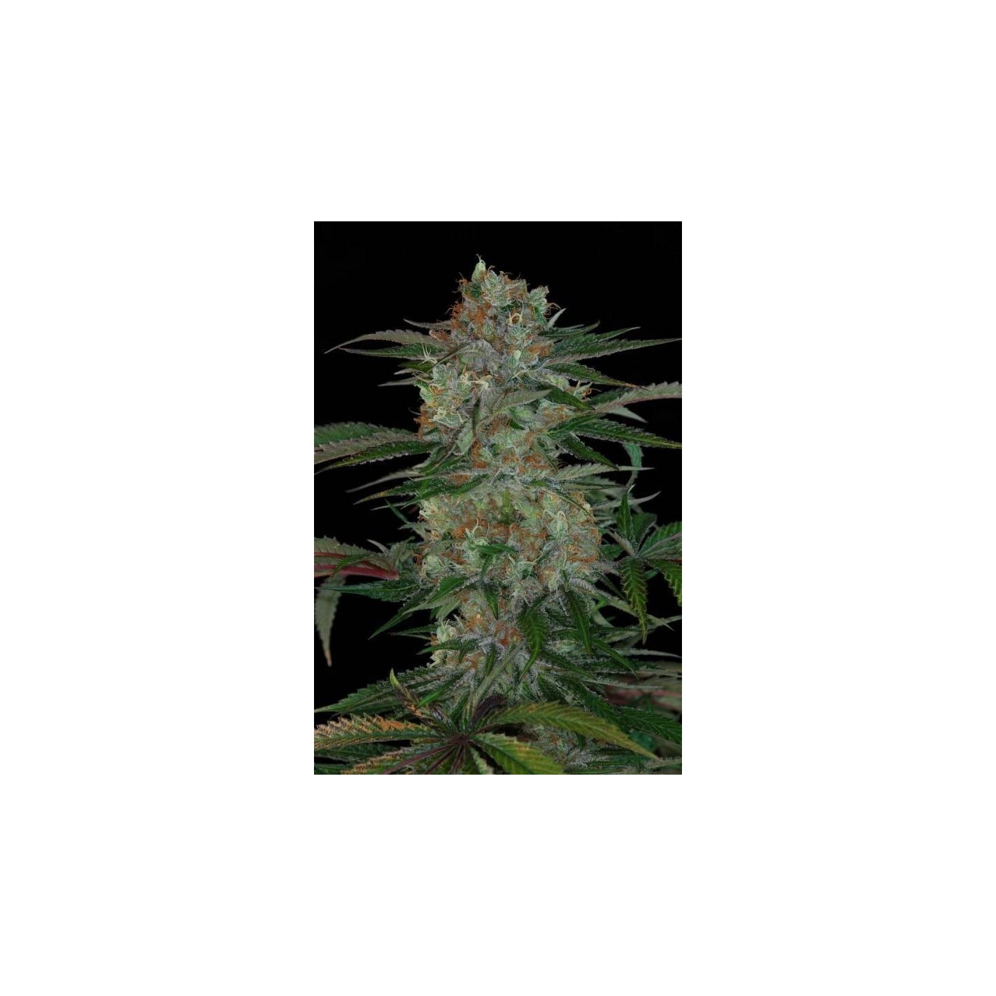 Qush Regular de Tga-Subcool