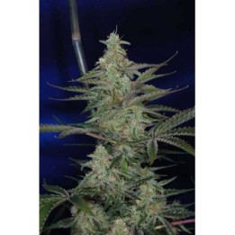Third Dimension Regular de Tga-Subcool