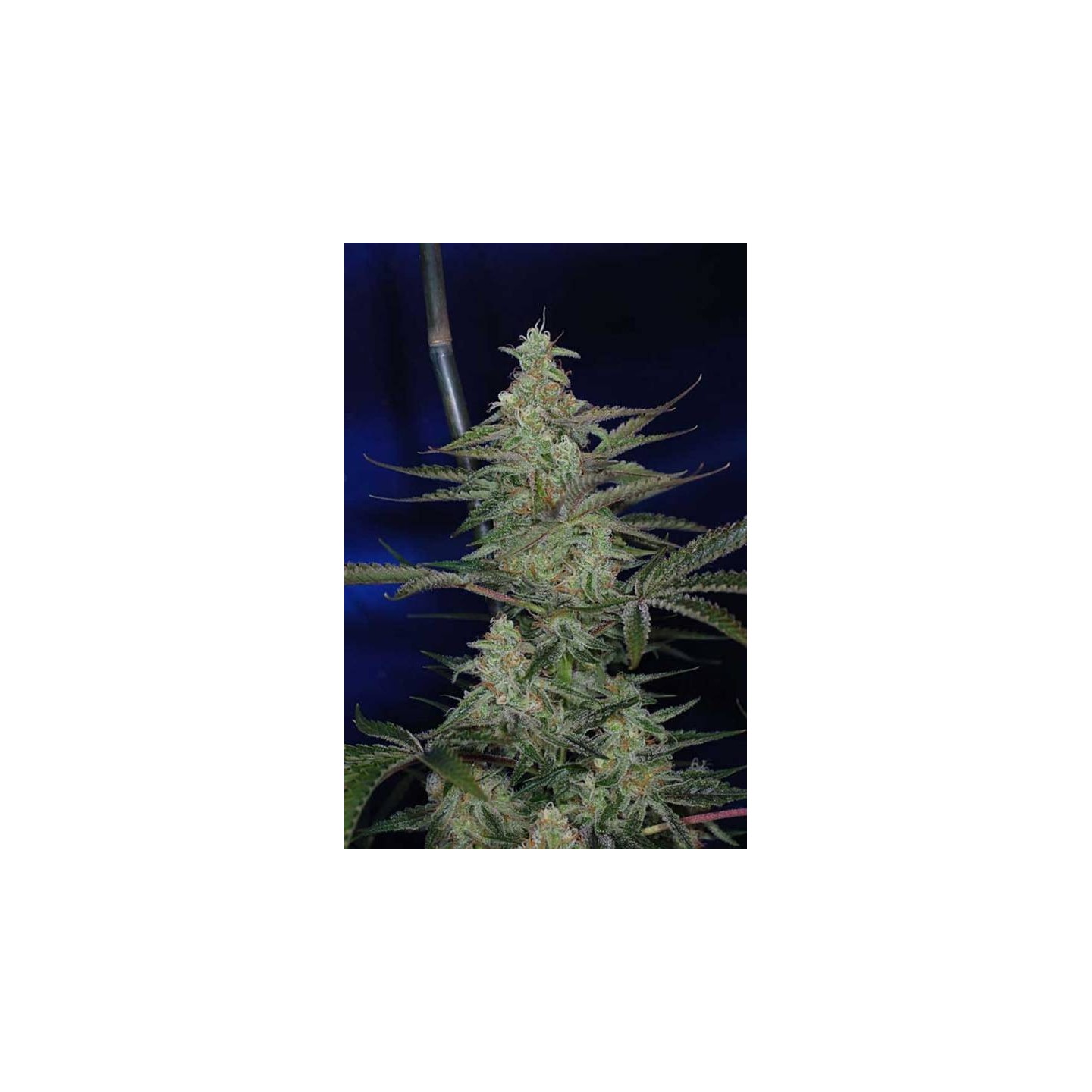 Third Dimension Regular de Tga-Subcool