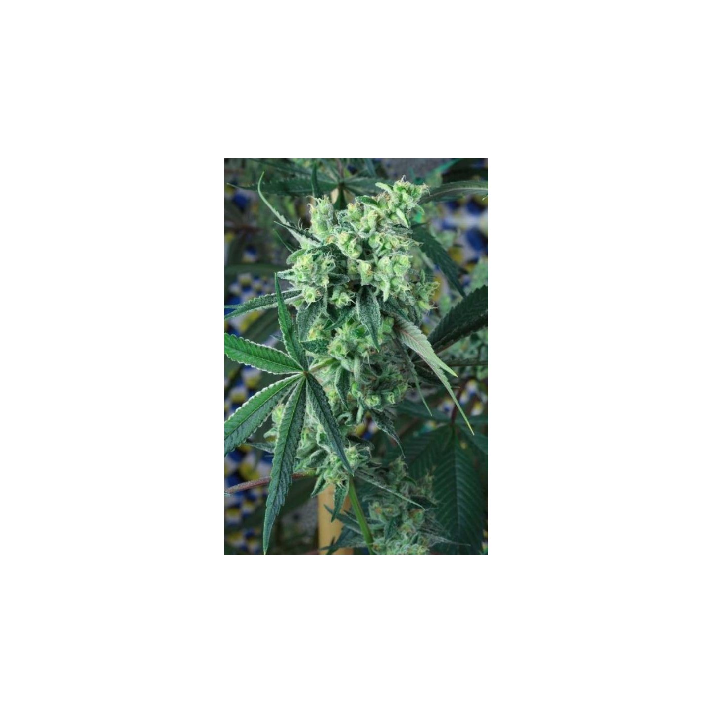 Quantum Kush Regular de Tga-Subcool