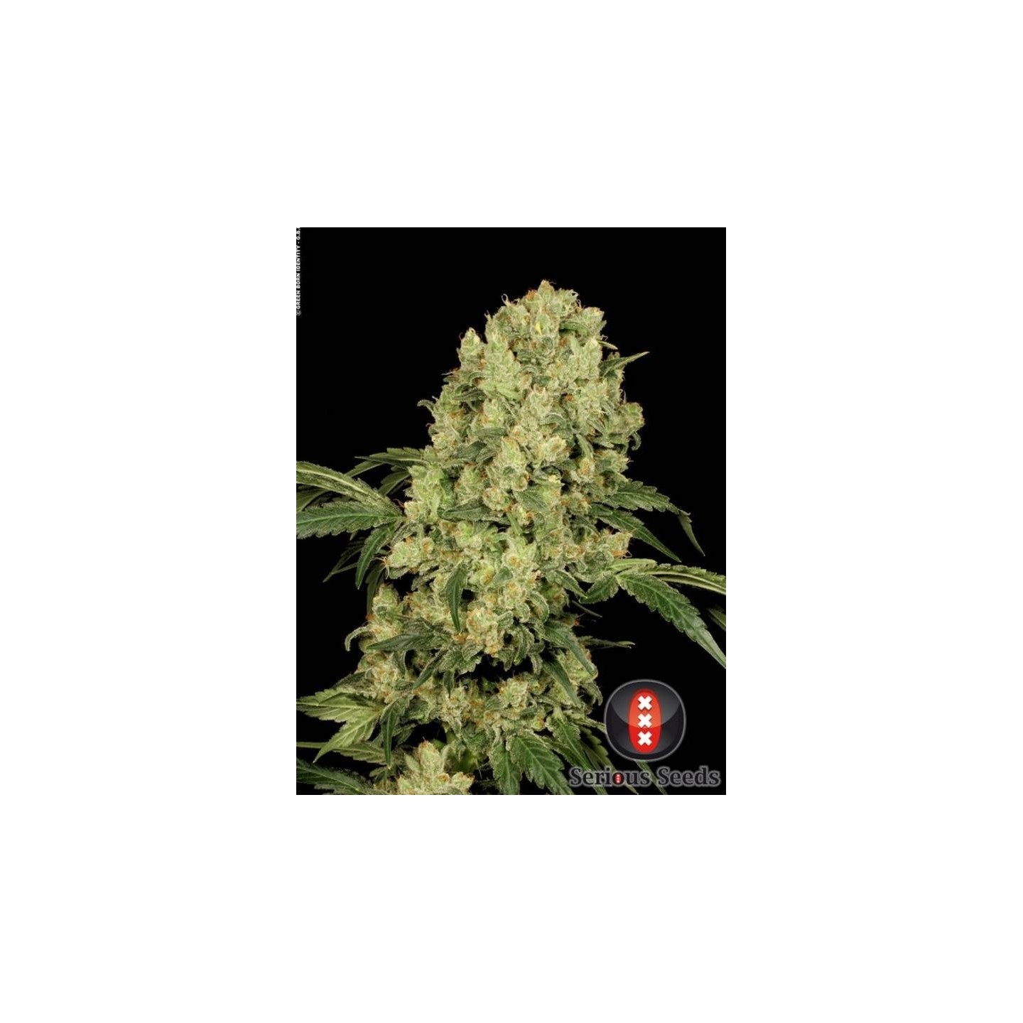 AK-47 Regular de Serious Seeds