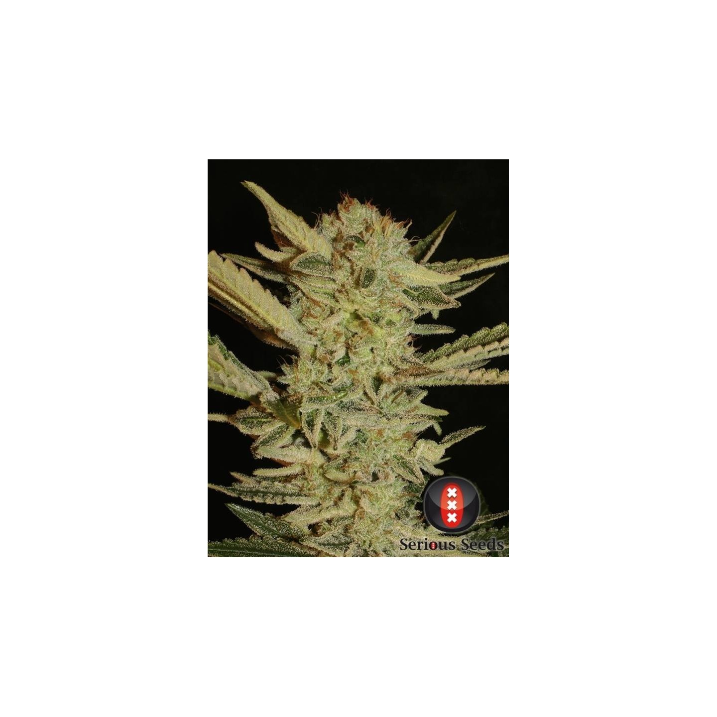 Bubble Gum Regular de Serious Seeds