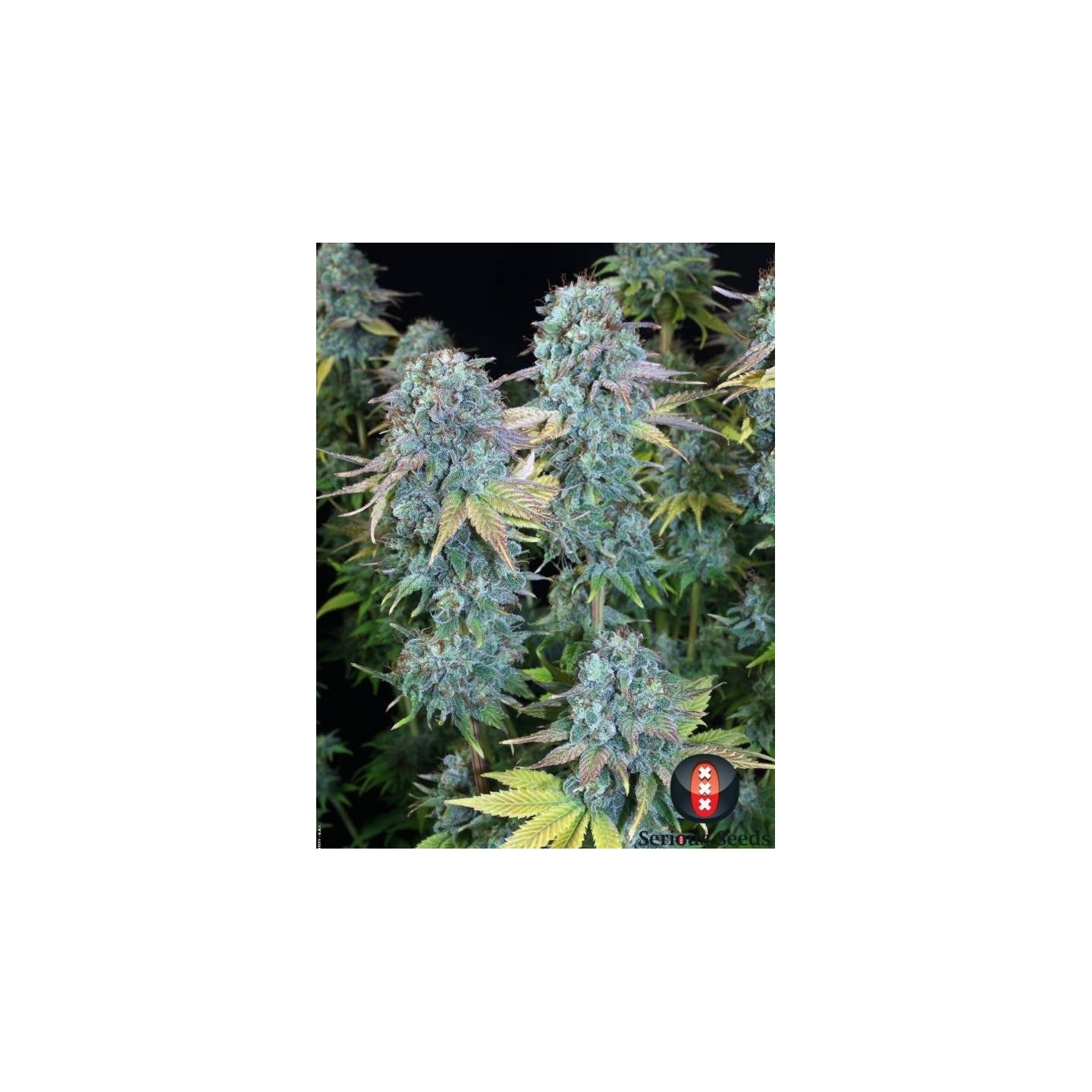 Serious Happines Regular de Serious Seeds
