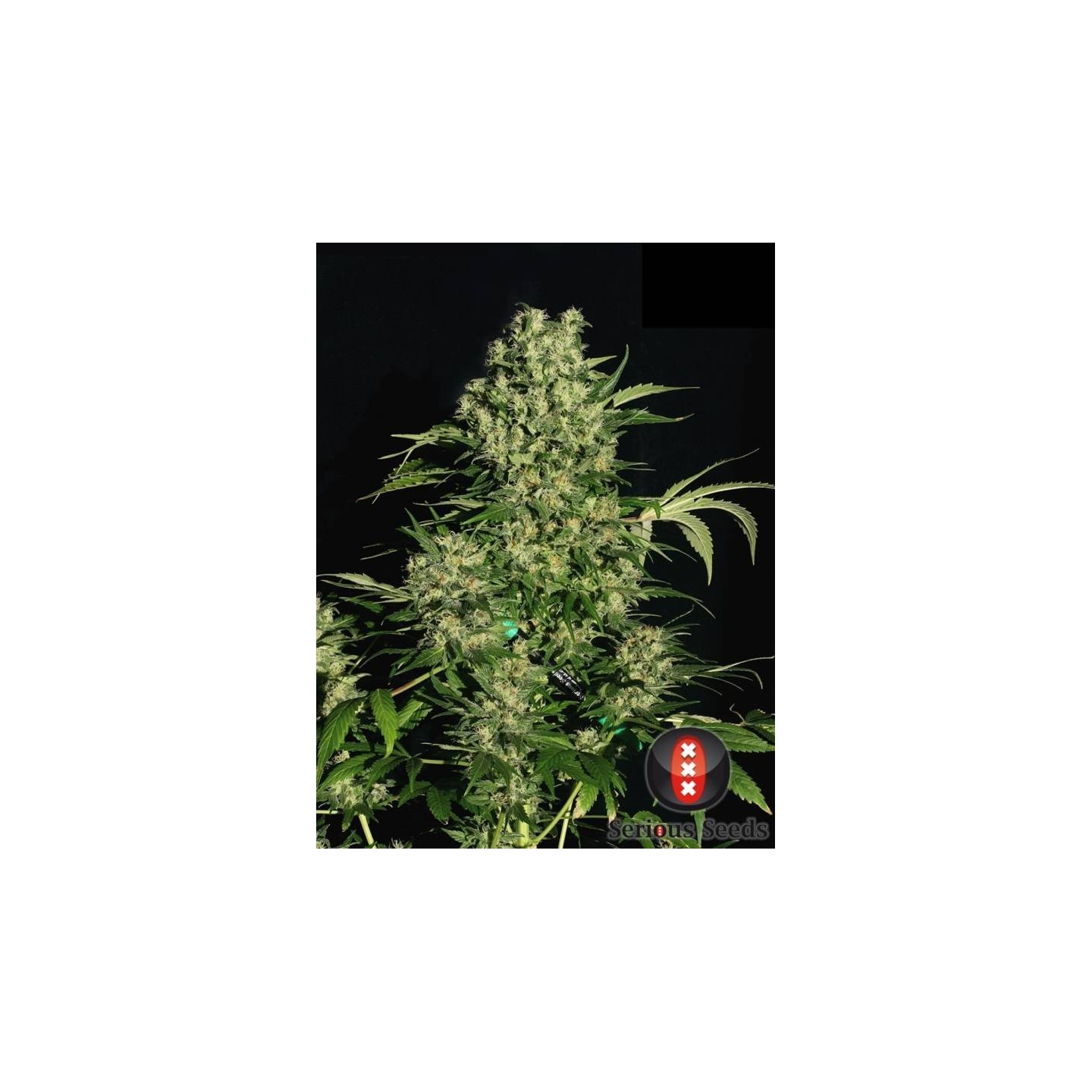 Chronic Regular de Serious Seeds