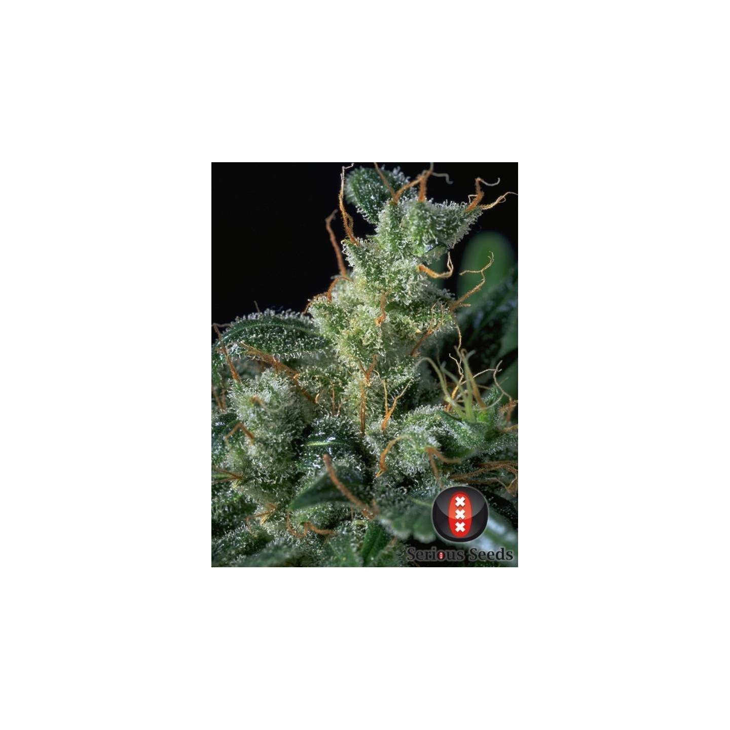 Kali Mist Feminizada de Serious Seeds