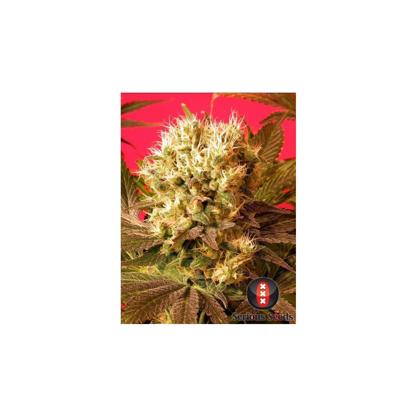 Motavation Feminizada de Serious Seeds