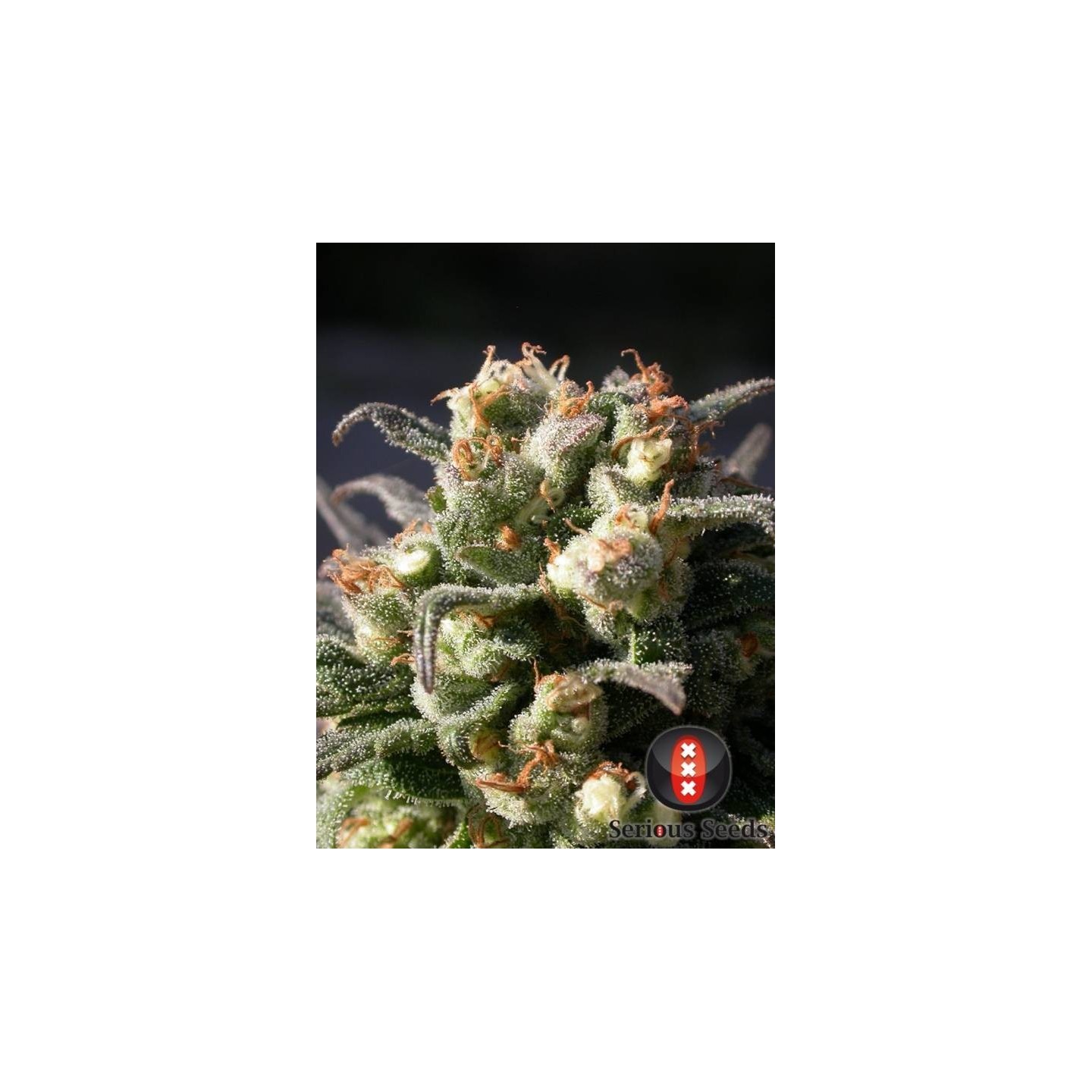 Warlock Feminizada de Serious Seeds