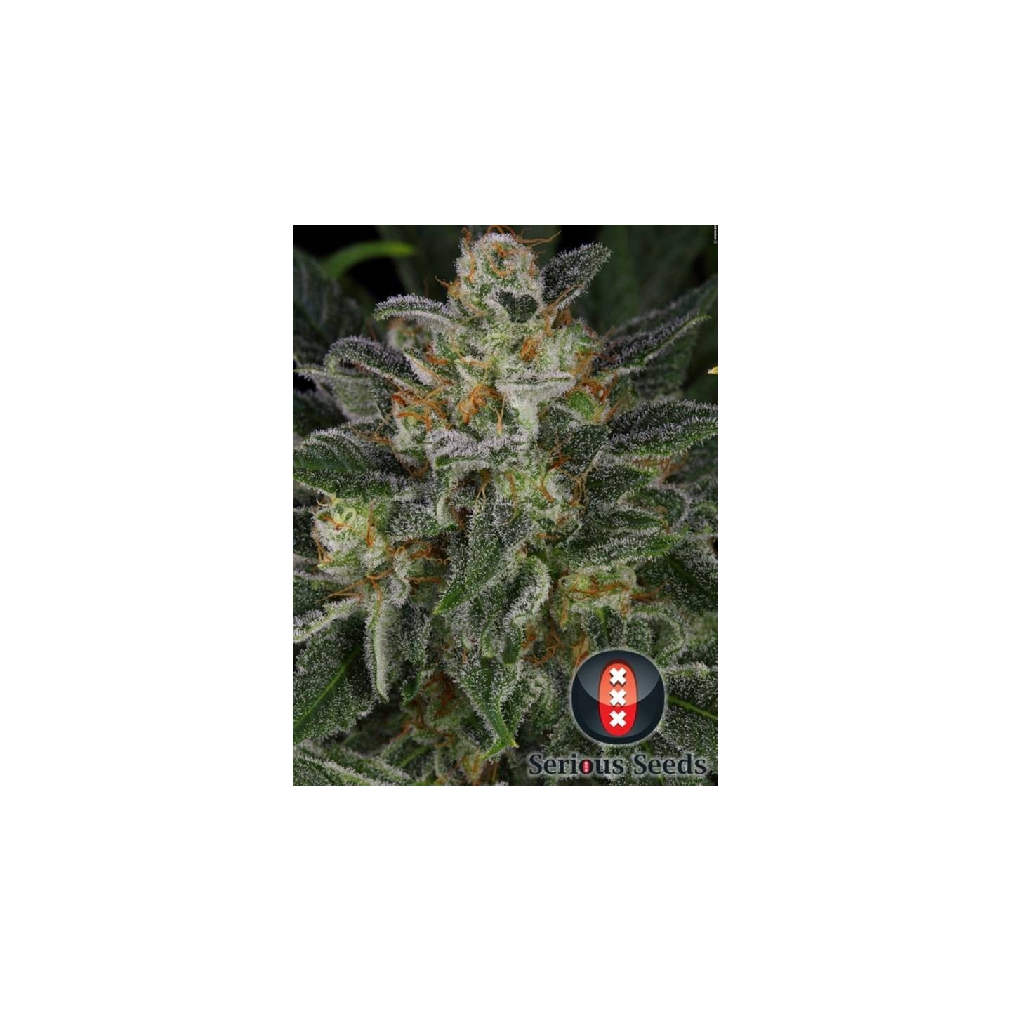 Serious Kush Feminizada de Serious Seeds