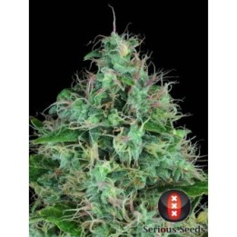 Serious Six Feminizada de Serious Seeds