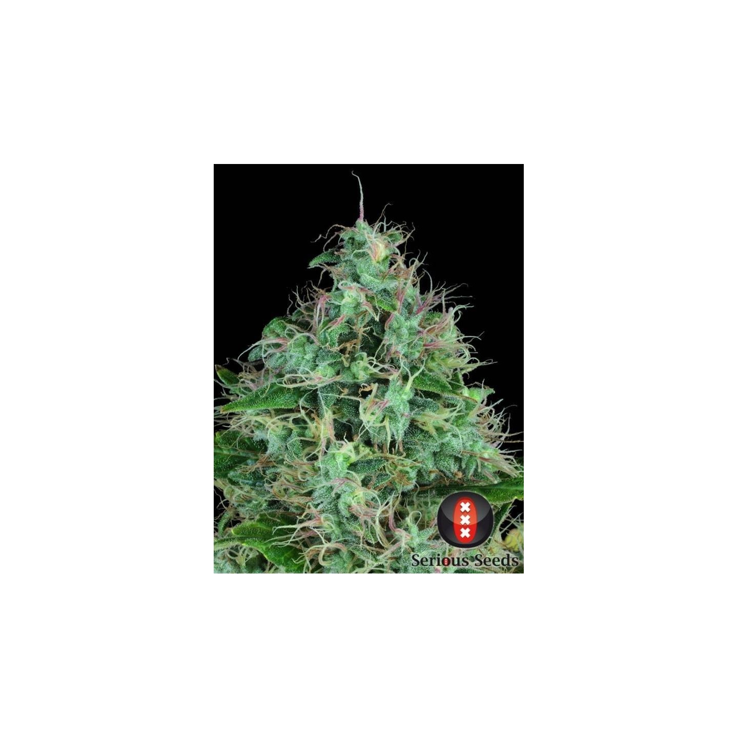 Serious Six Feminizada de Serious Seeds