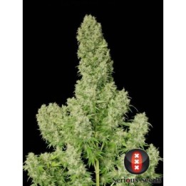 White Russian Feminizada de Serious Seeds
