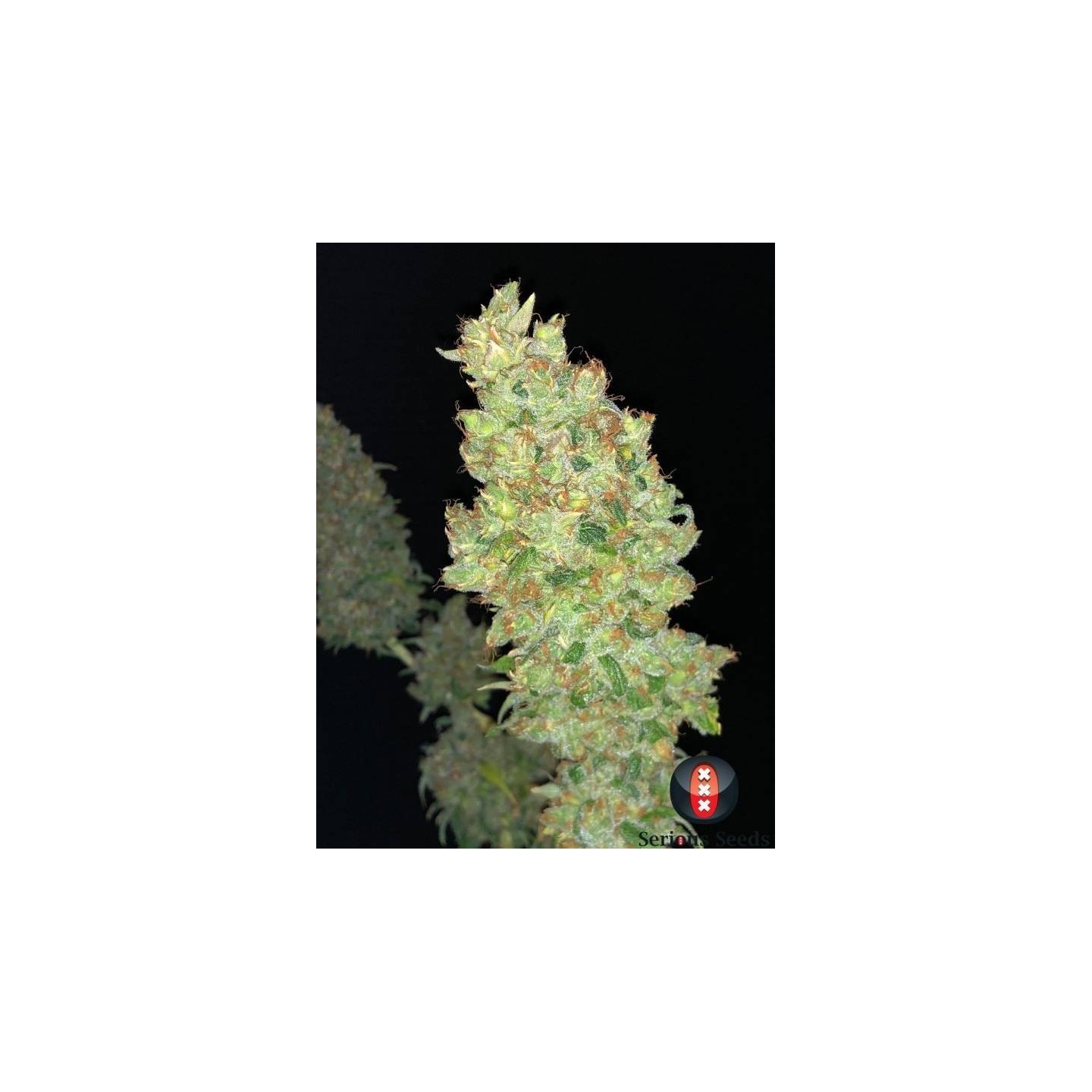 Strawberry AKeil Feminizada de Serious Seeds