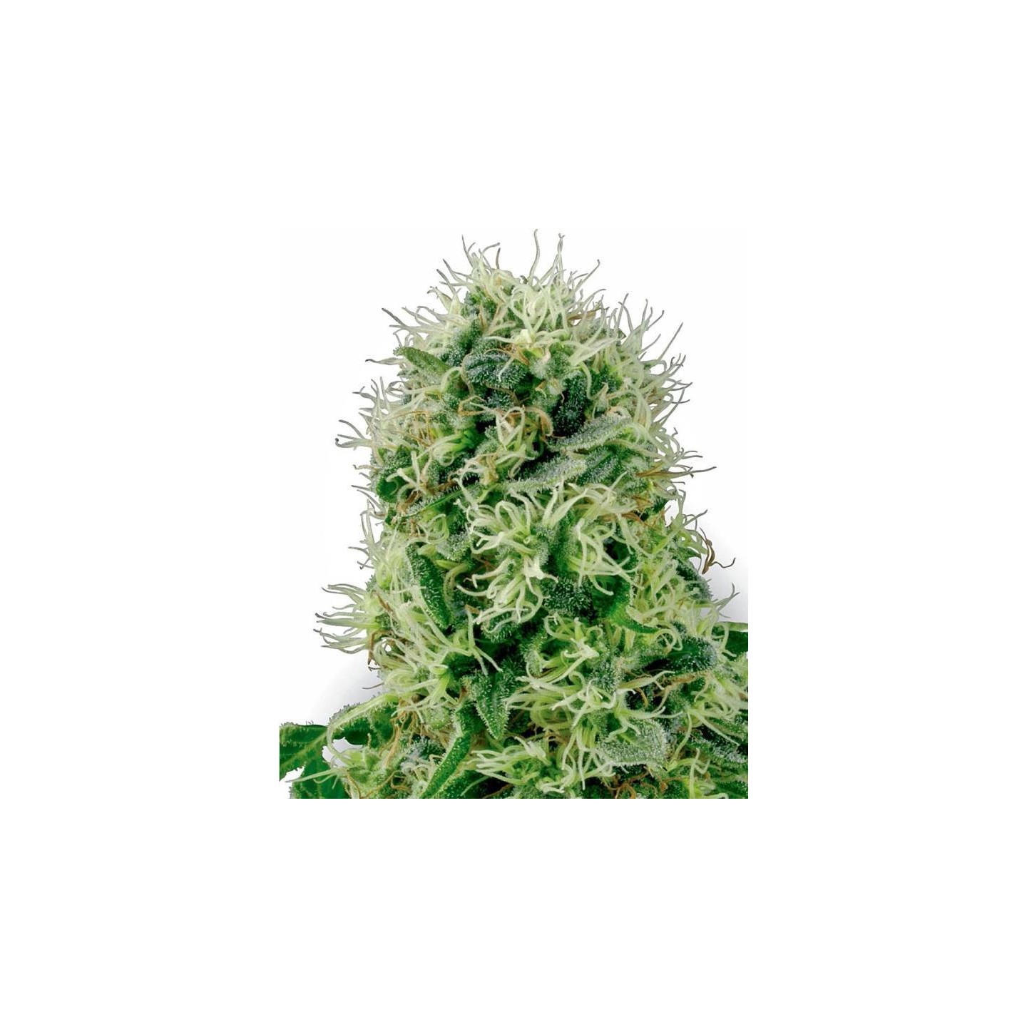 Power Plant Feminizada de Sensi White Label