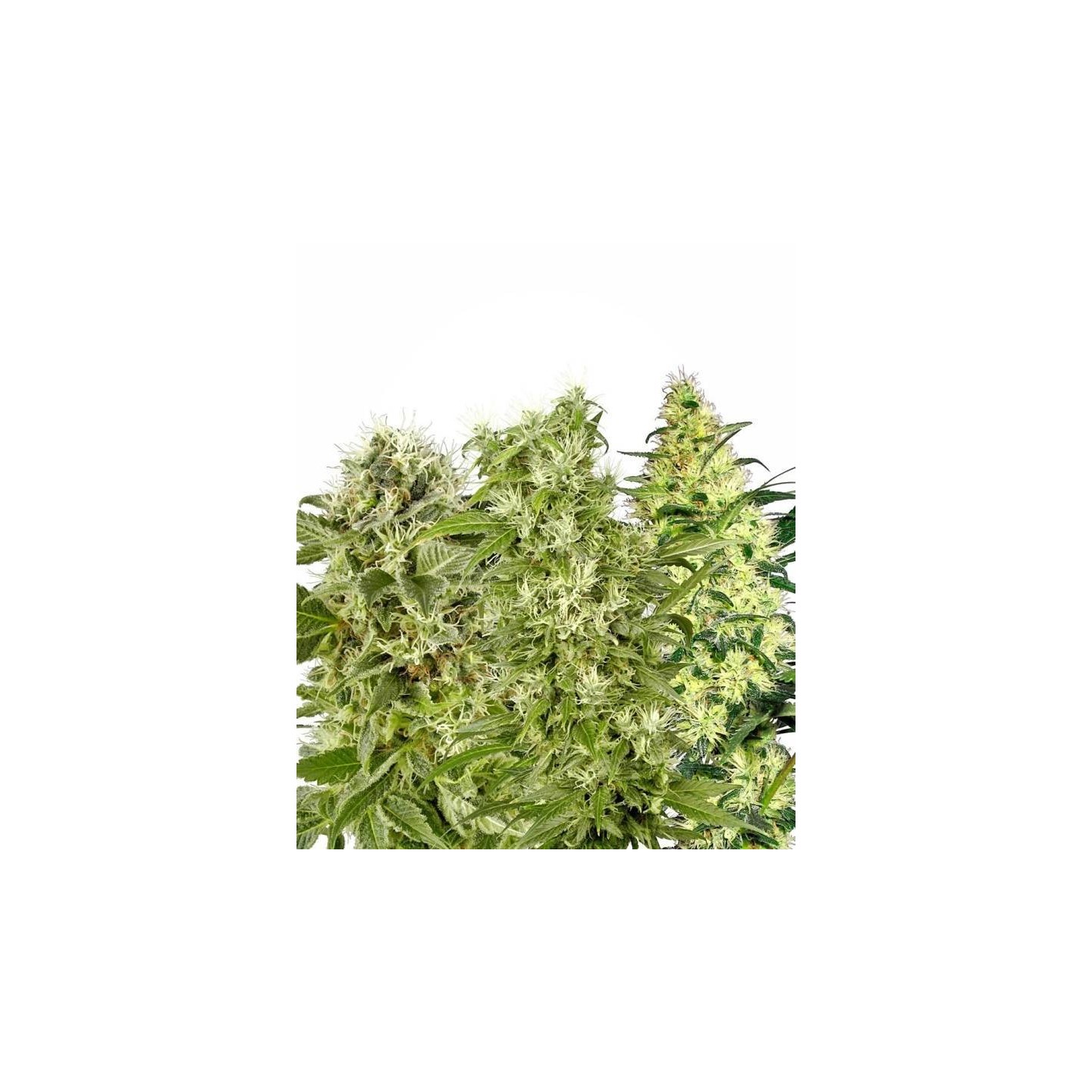 Female Mix Feminizada de Sensi White Label